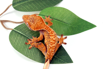 Yellow Brindle Crested Gecko All Reptiles