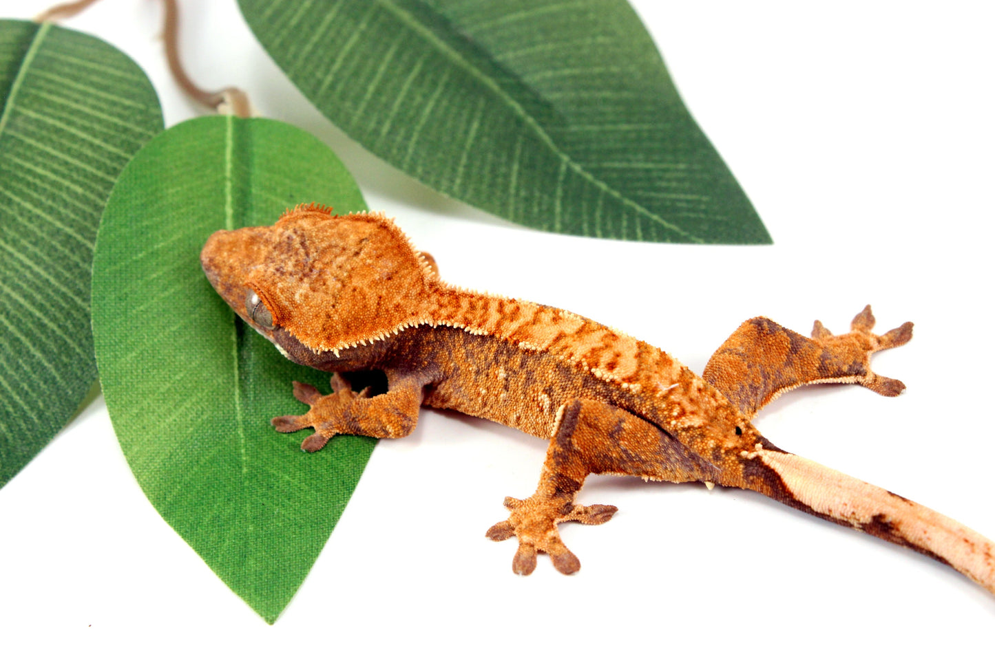Yellow Brindle Crested Gecko All Reptiles