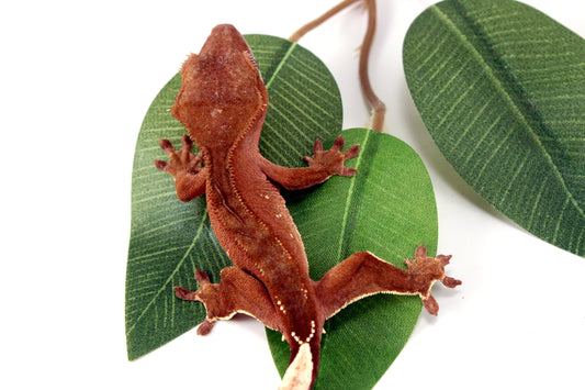White Fringe Near Patternless Crested Gecko All Reptiles
