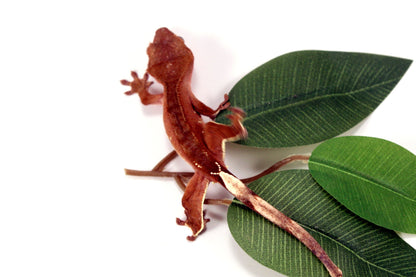 White Fringe Near Patternless Crested Gecko All Reptiles