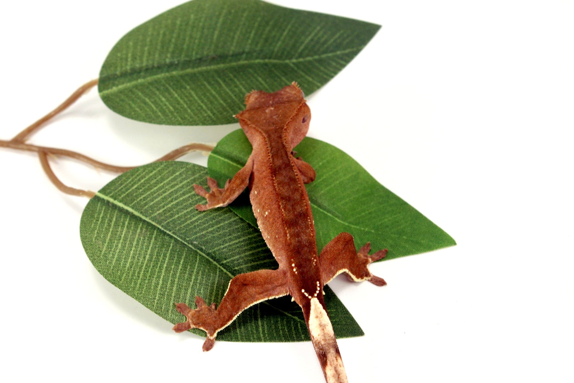 White Fringe Near Patternless Crested Gecko All Reptiles