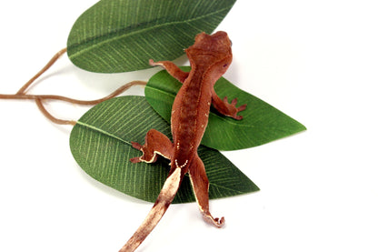 White Fringe Near Patternless Crested Gecko All Reptiles