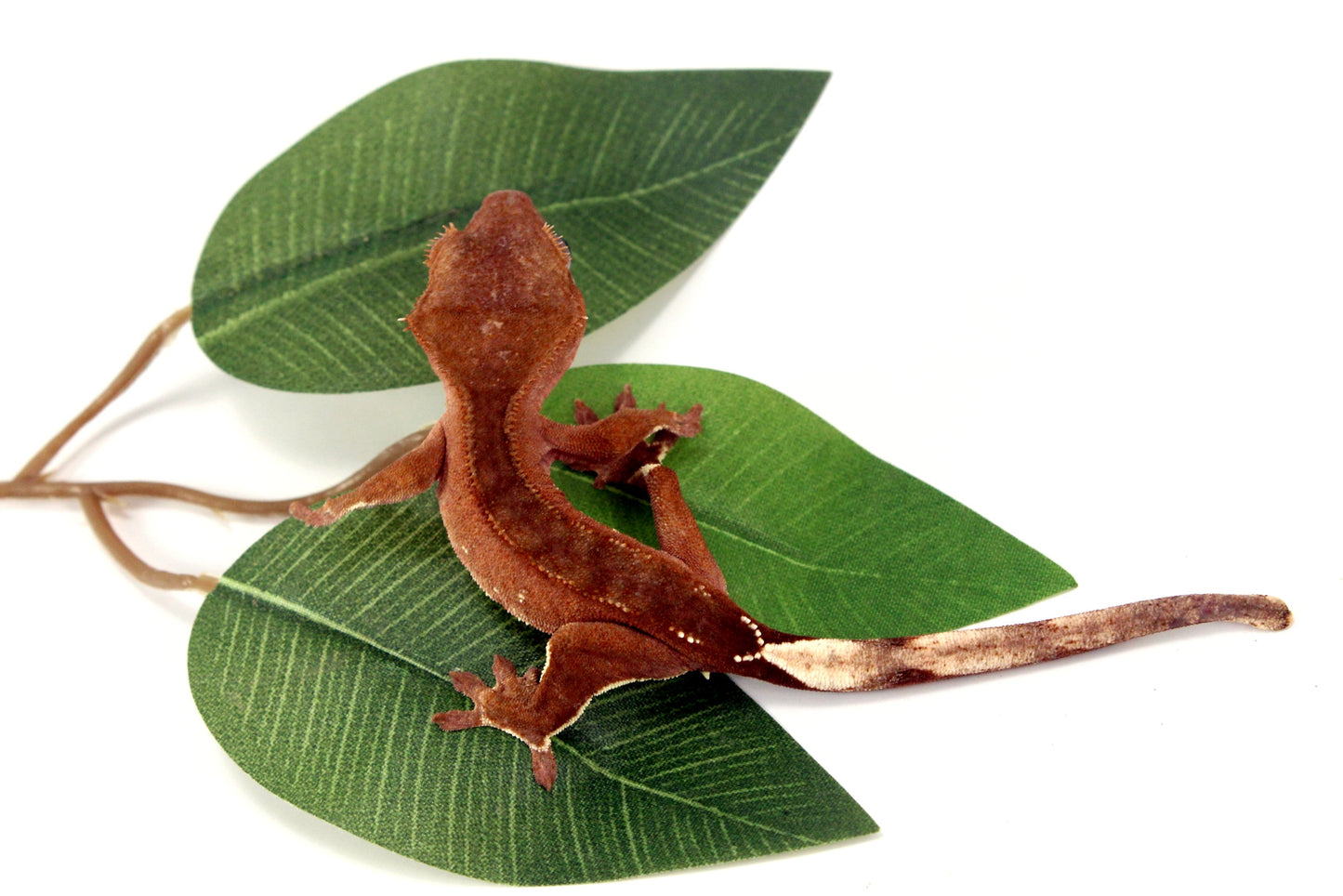 White Fringe Near Patternless Crested Gecko All Reptiles