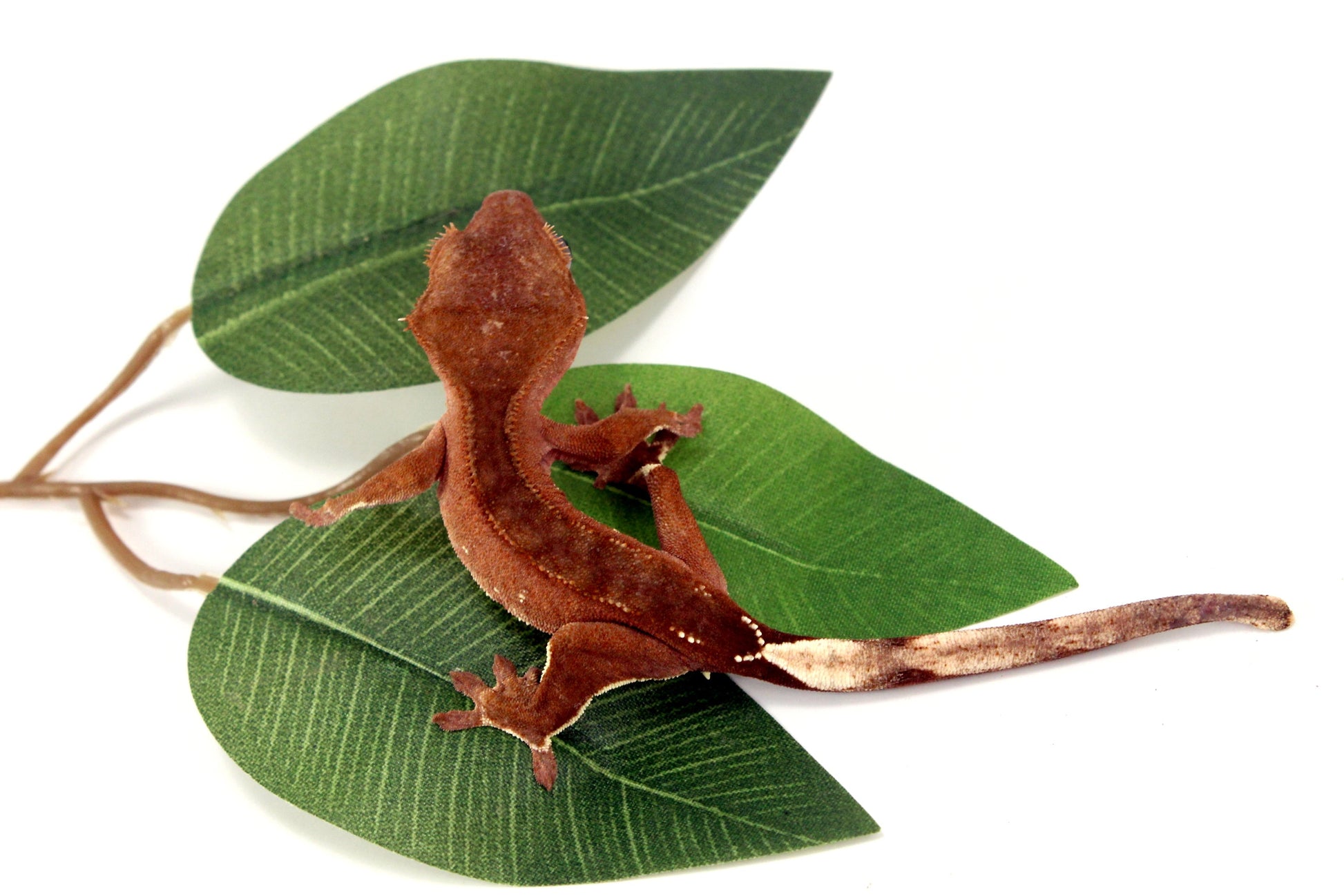 White Fringe Near Patternless Crested Gecko All Reptiles