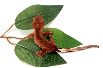 White Fringe Near Patternless Crested Gecko All Reptiles