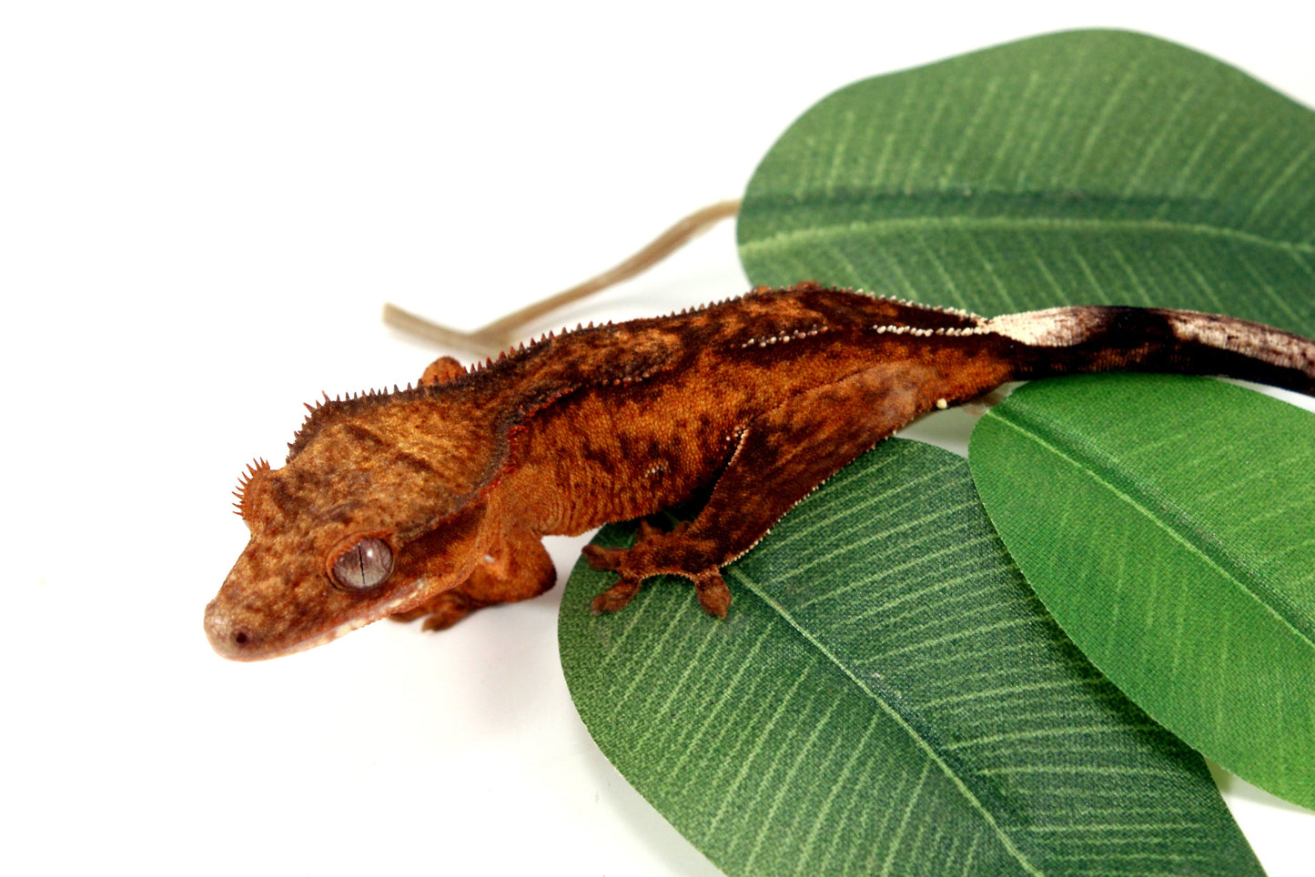 Reverse Pinstripe Brindle Crested Gecko All Reptiles