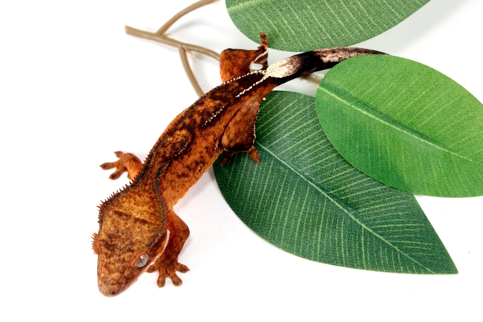 Reverse Pinstripe Brindle Crested Gecko All Reptiles