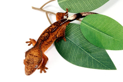 Reverse Pinstripe Brindle Crested Gecko All Reptiles