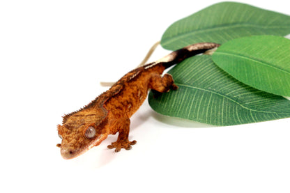 Reverse Pinstripe Brindle Crested Gecko All Reptiles
