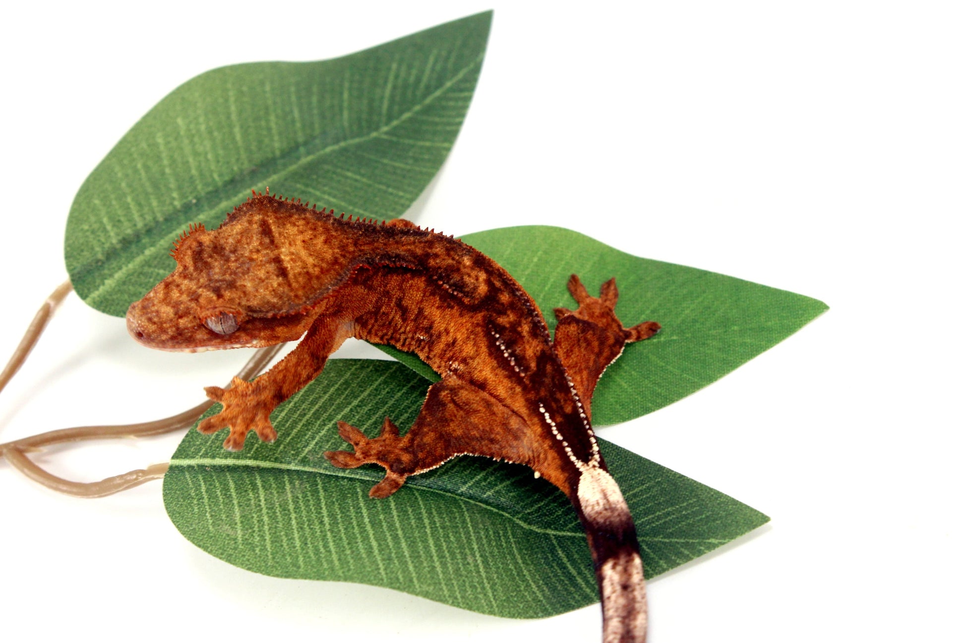 Reverse Pinstripe Brindle Crested Gecko All Reptiles