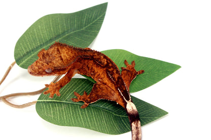 Reverse Pinstripe Brindle Crested Gecko All Reptiles