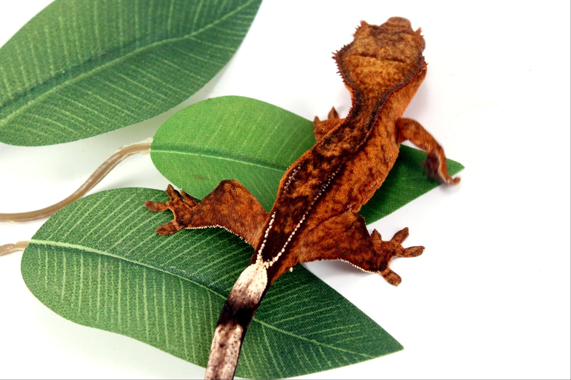 Reverse Pinstripe Brindle Crested Gecko All Reptiles