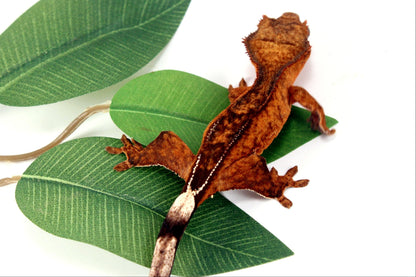 Reverse Pinstripe Brindle Crested Gecko All Reptiles