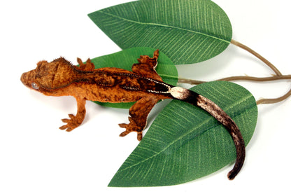 Reverse Pinstripe Brindle Crested Gecko All Reptiles
