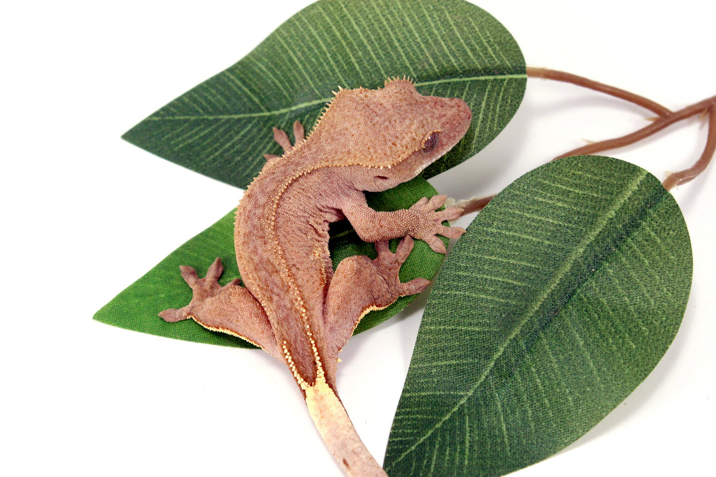 White Fringe Near Patternless Crested Gecko All Reptiles