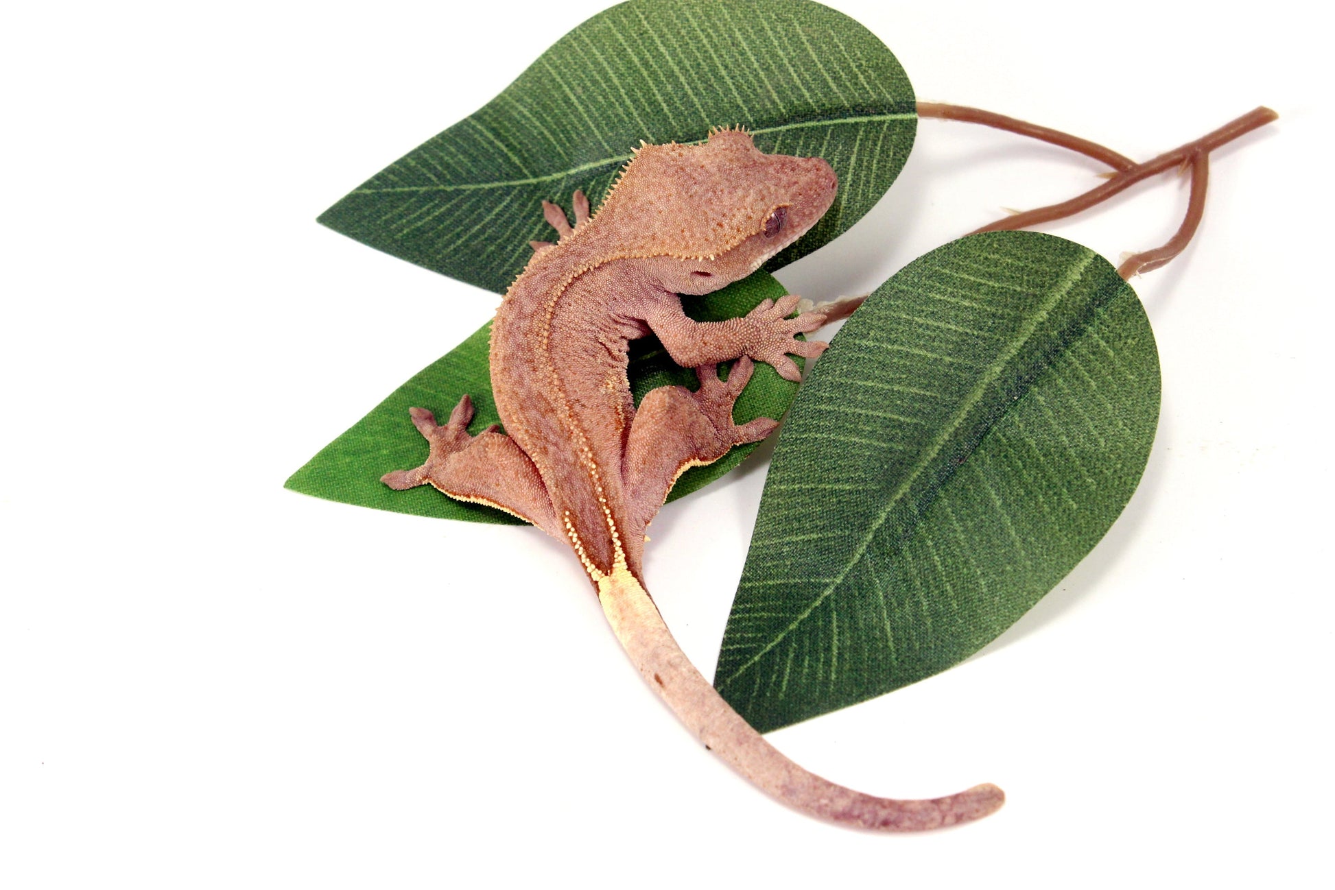 White Fringe Near Patternless Crested Gecko All Reptiles