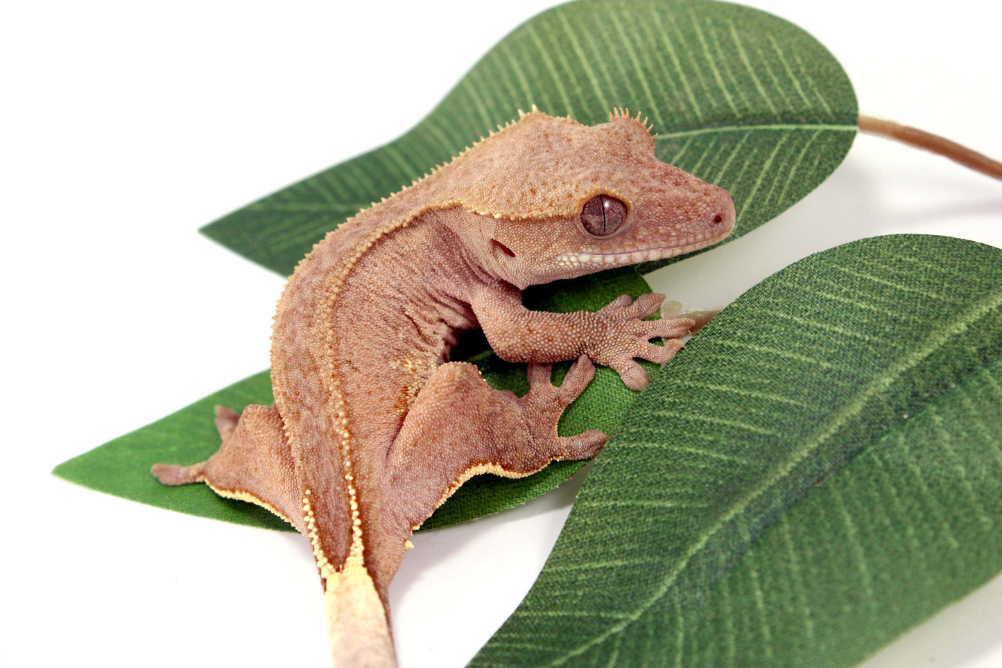 White Fringe Near Patternless Crested Gecko All Reptiles