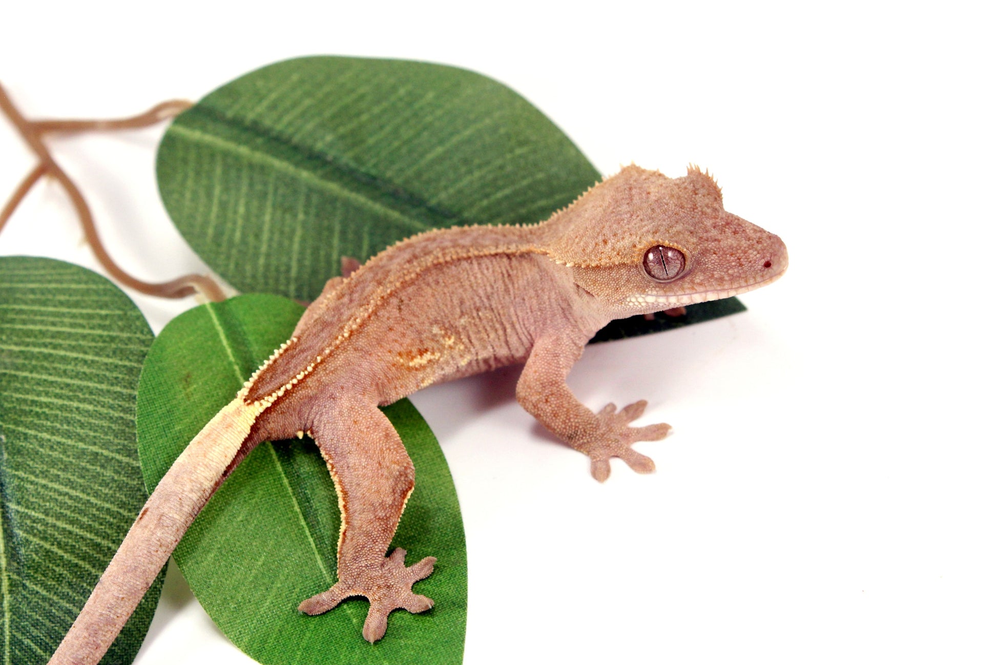 White Fringe Near Patternless Crested Gecko All Reptiles