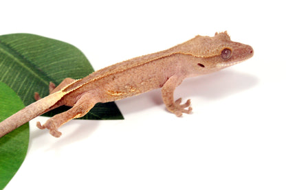 White Fringe Near Patternless Crested Gecko All Reptiles