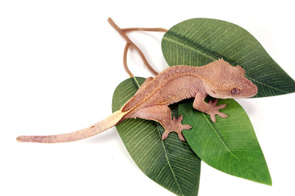 White Fringe Near Patternless Crested Gecko All Reptiles