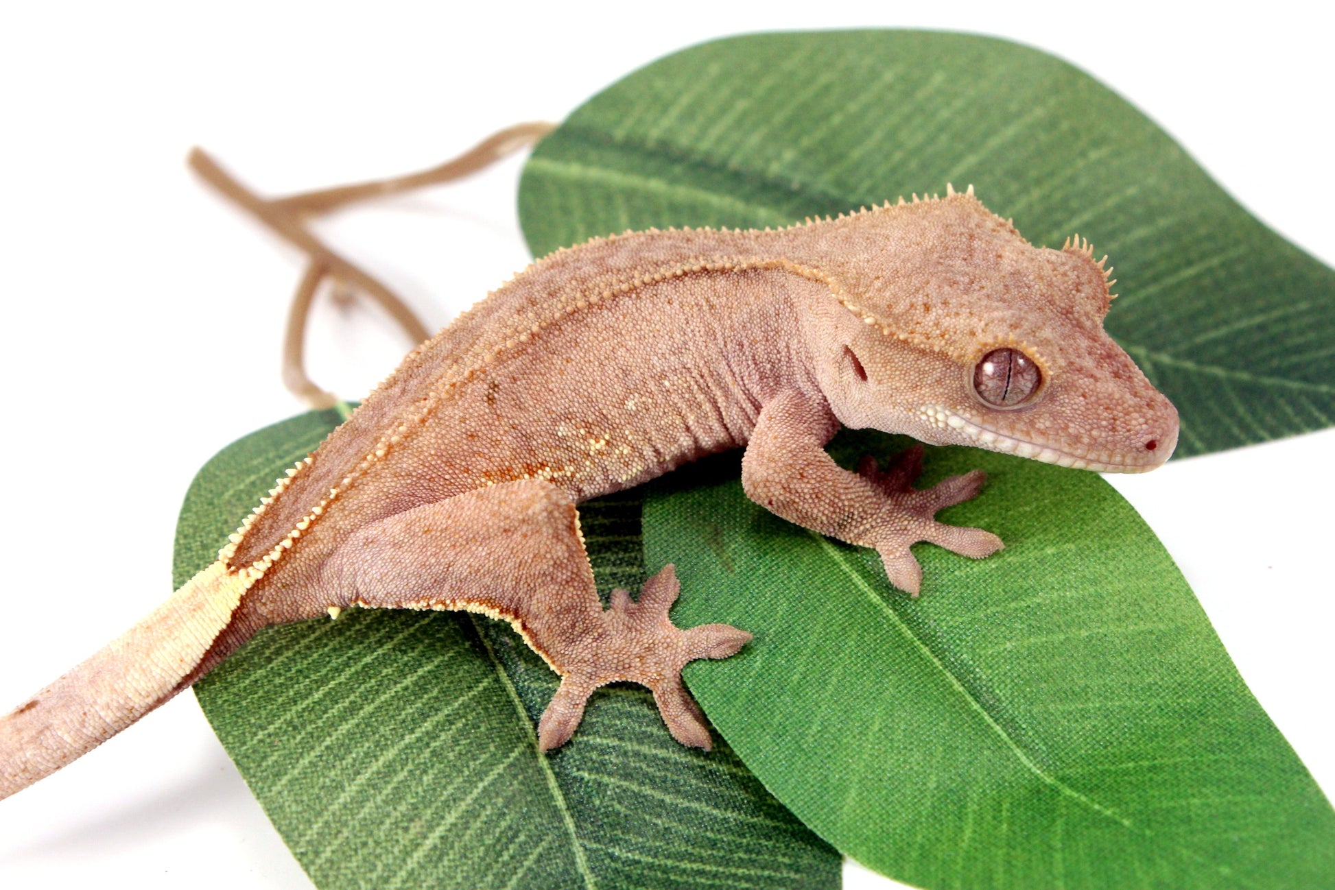 White Fringe Near Patternless Crested Gecko All Reptiles