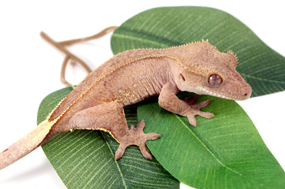 White Fringe Near Patternless Crested Gecko All Reptiles