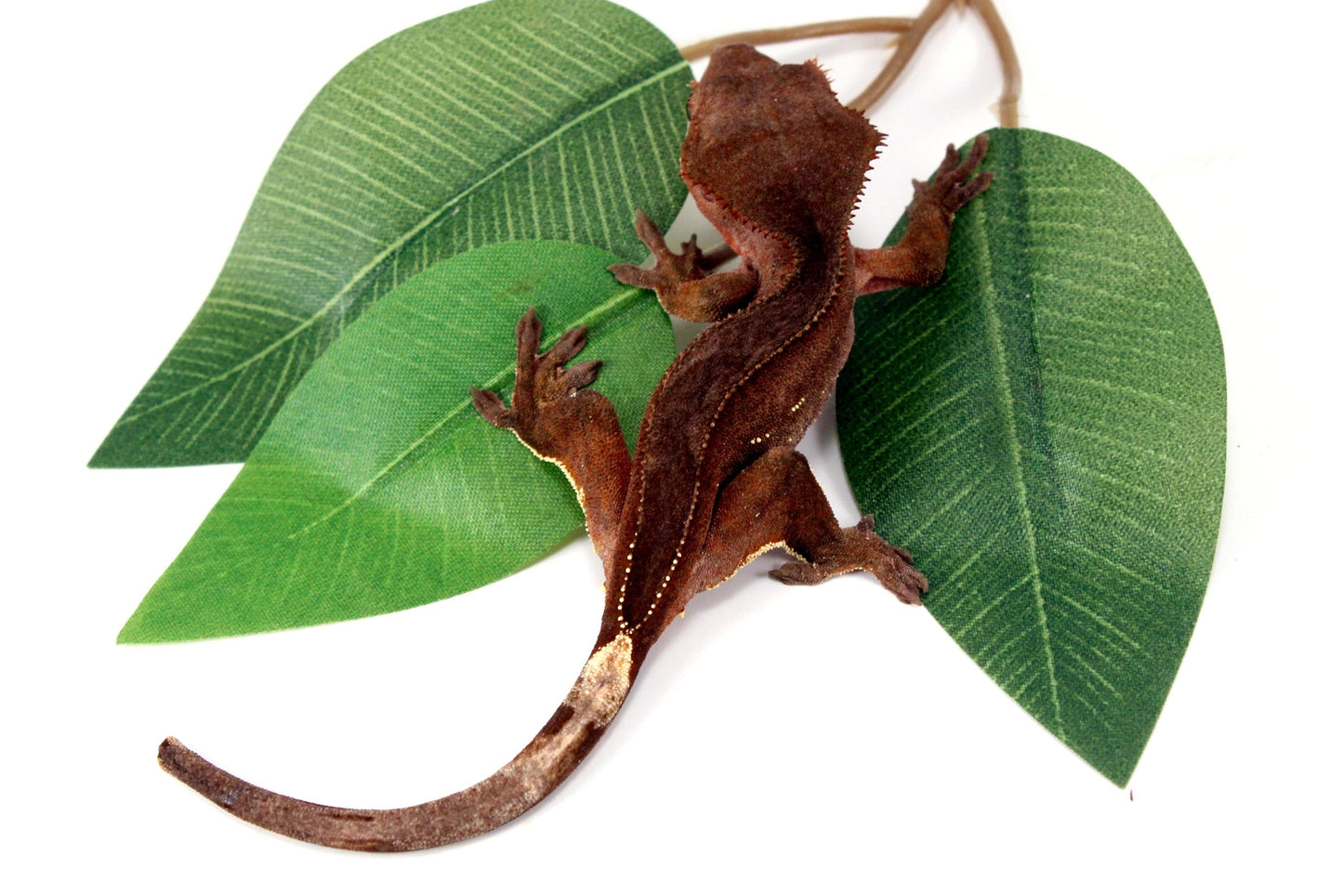 White Fringe Near Patternless Crested Gecko All Reptiles