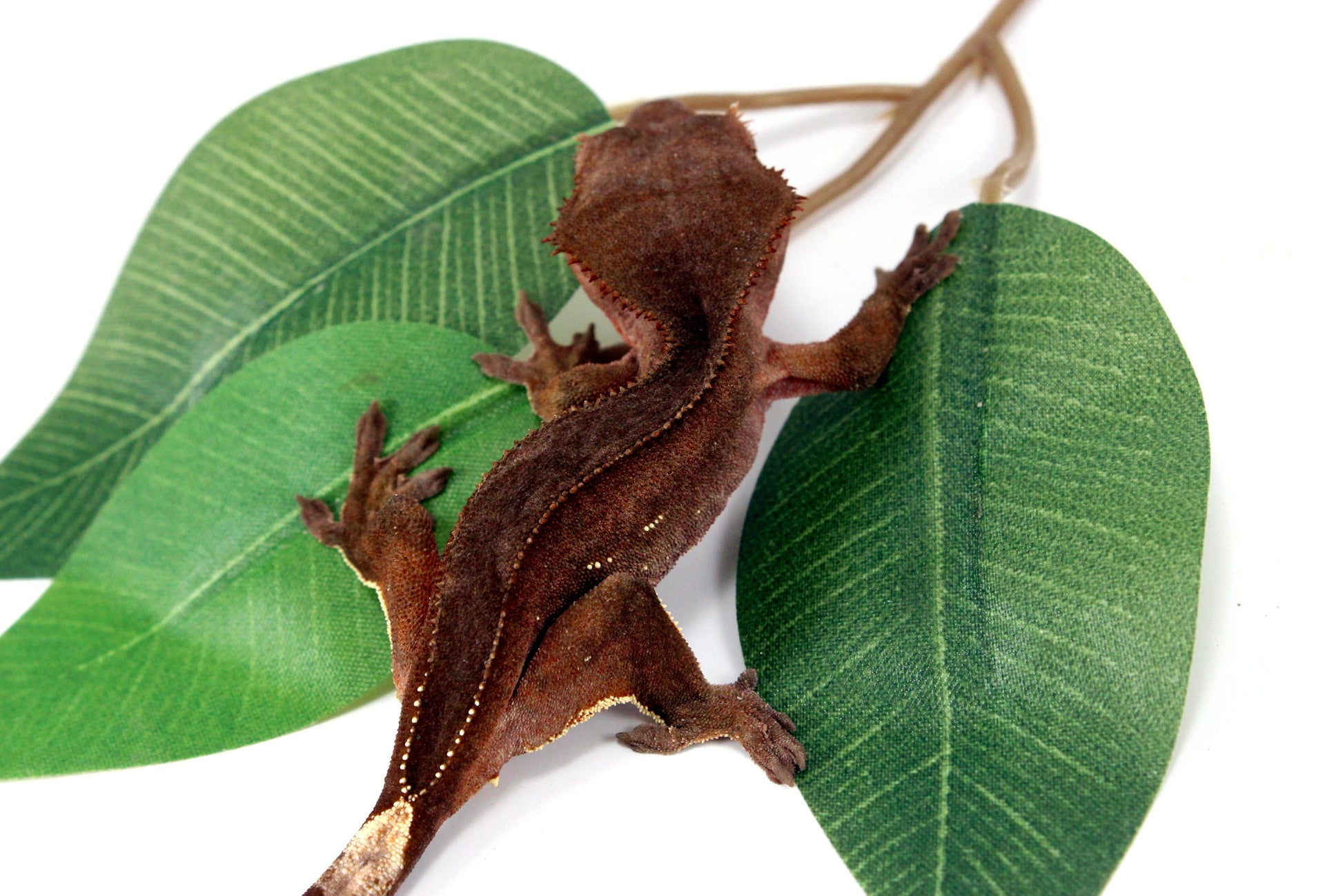 White Fringe Near Patternless Crested Gecko All Reptiles