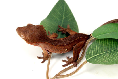 White Fringe Near Patternless Crested Gecko All Reptiles