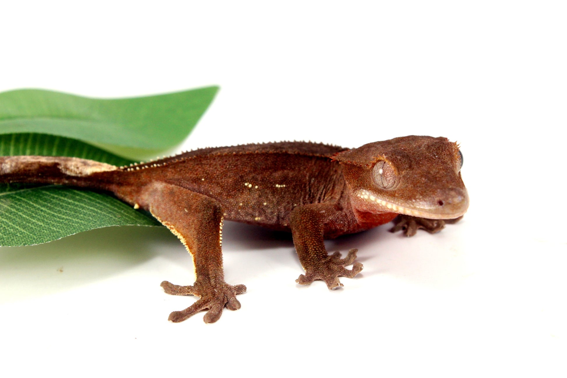 White Fringe Near Patternless Crested Gecko All Reptiles