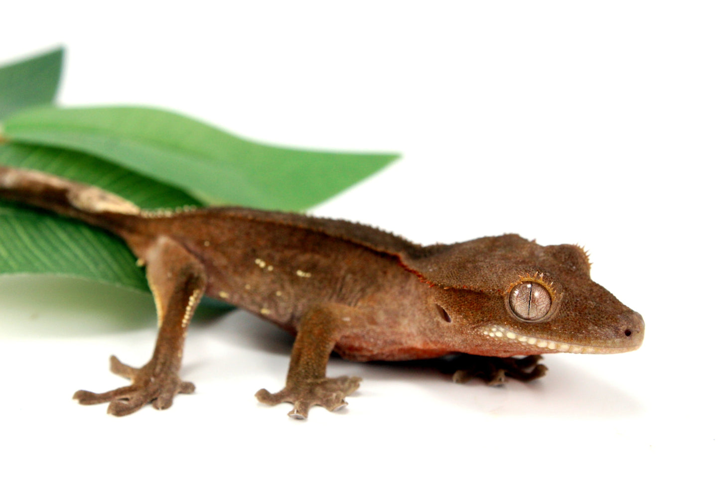 White Fringe Near Patternless Crested Gecko All Reptiles