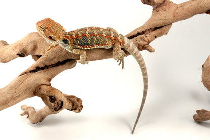 Hypo Orange Citrus Bearded Dragon All Reptiles