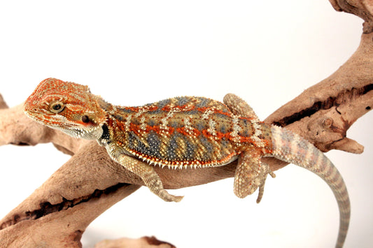 Hypo Orange Citrus Bearded Dragon All Reptiles