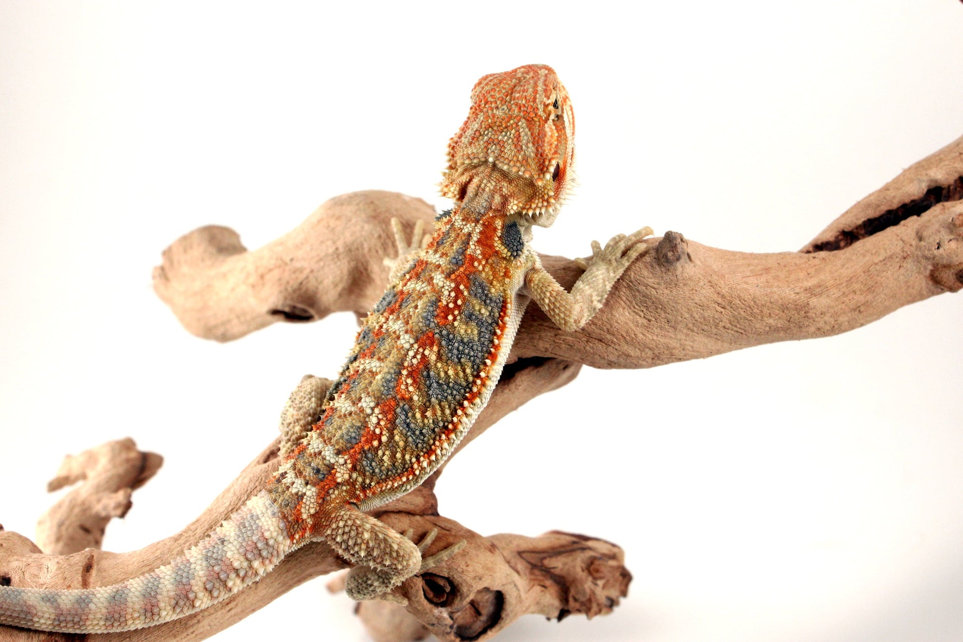 Hypo Orange Citrus Bearded Dragon All Reptiles