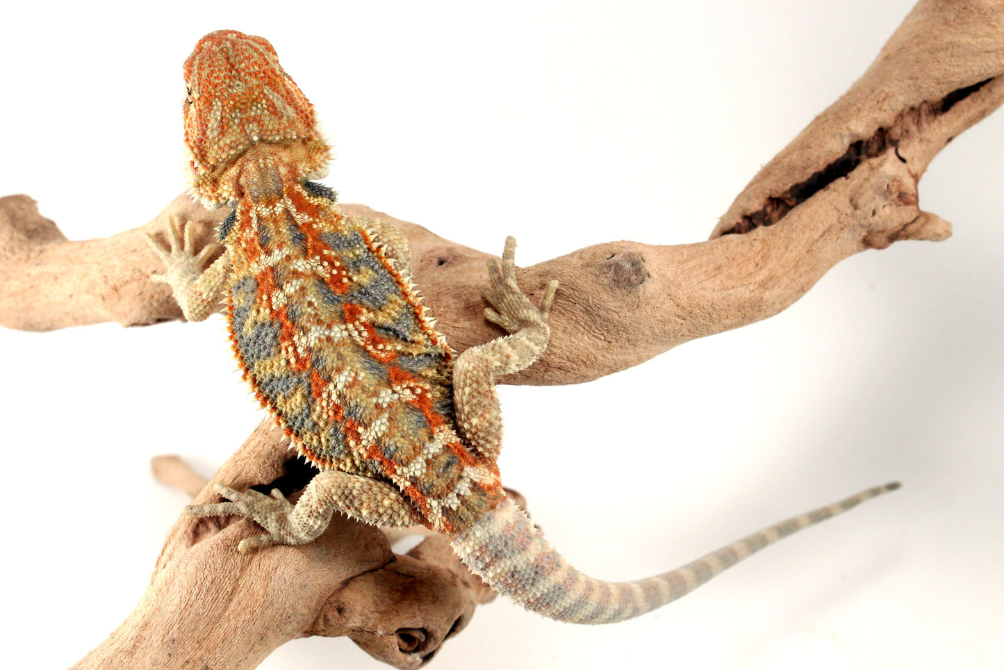 Hypo Orange Citrus Bearded Dragon All Reptiles