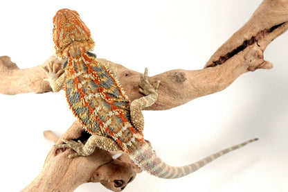 Hypo Orange Citrus Bearded Dragon All Reptiles