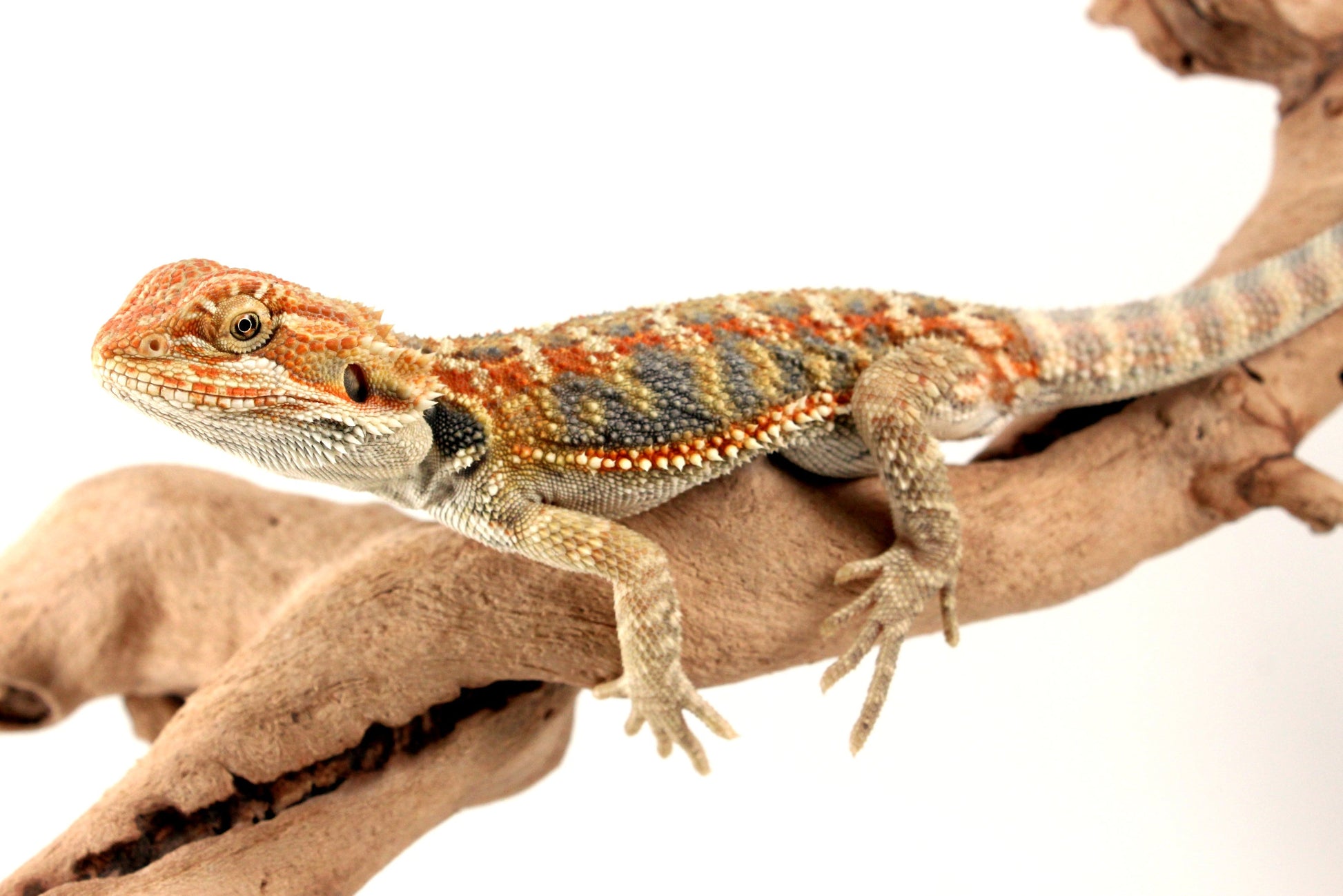 Hypo Orange Citrus Bearded Dragon All Reptiles