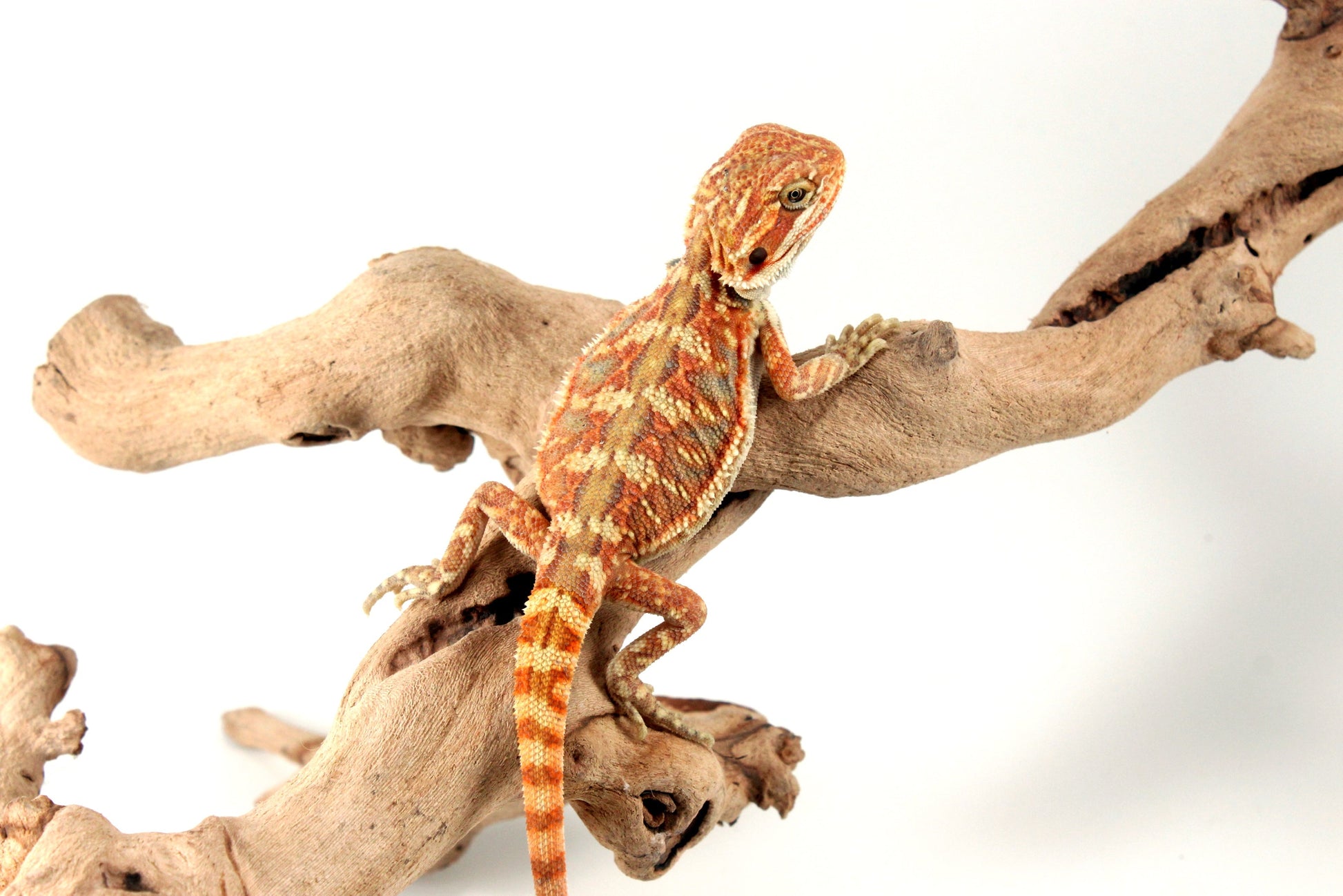 Hypo Leatherback Orange Citrus Bearded Dragon All Reptiles