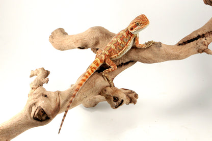 Hypo Leatherback Orange Citrus Bearded Dragon All Reptiles