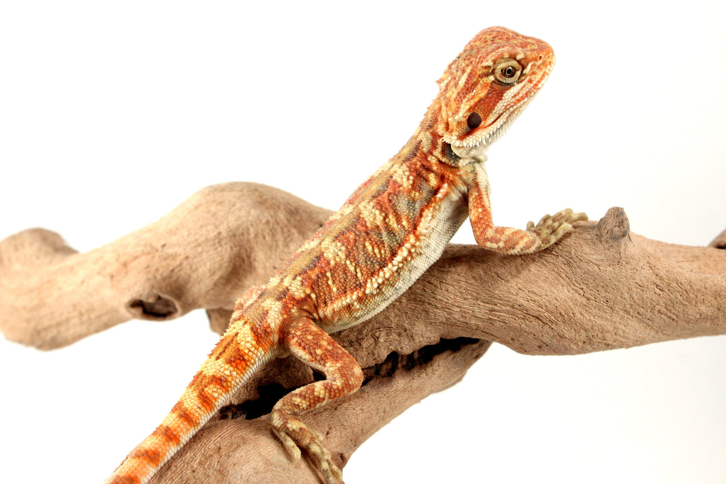 Hypo Leatherback Orange Citrus Bearded Dragon All Reptiles