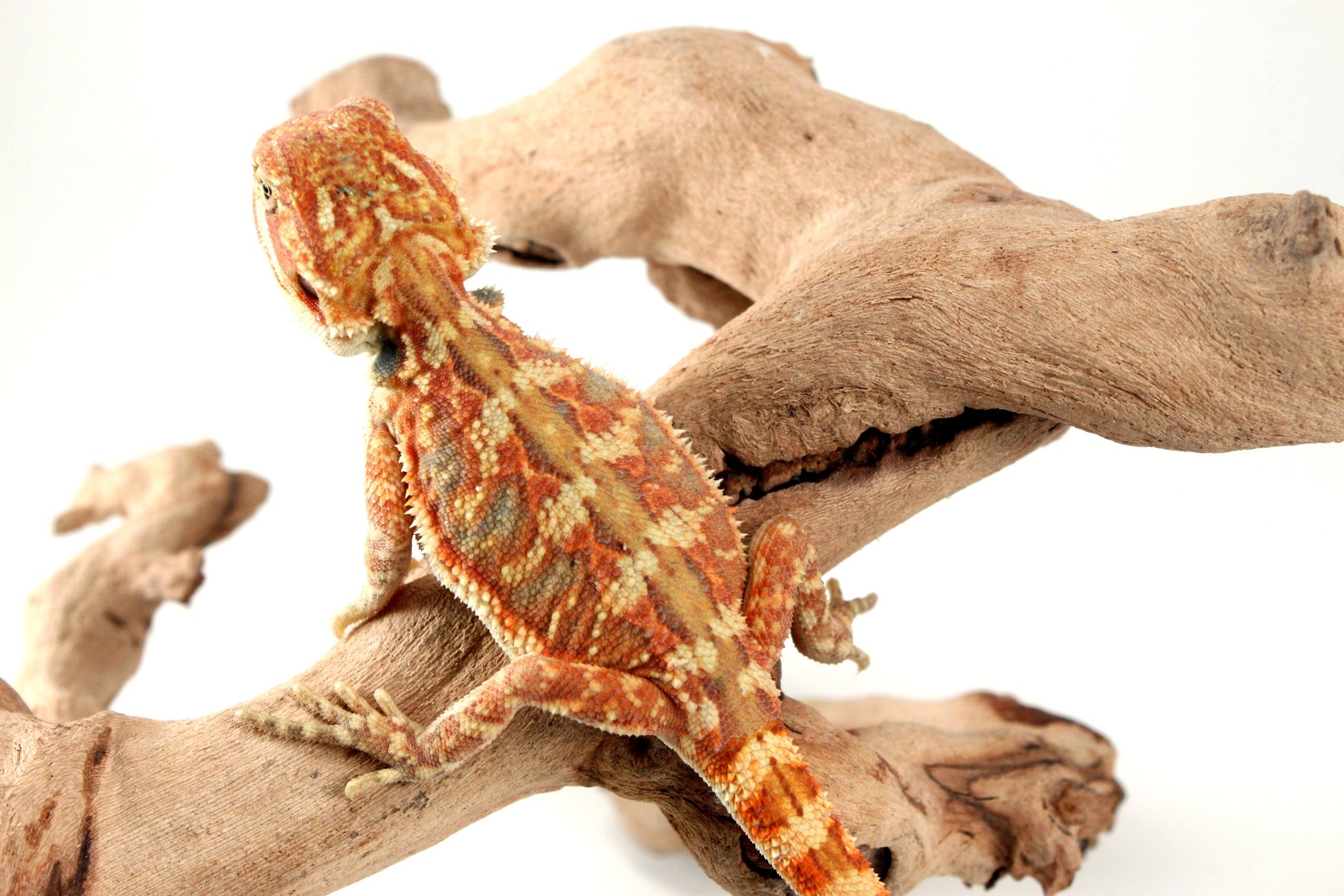 Hypo Leatherback Orange Citrus Bearded Dragon All Reptiles