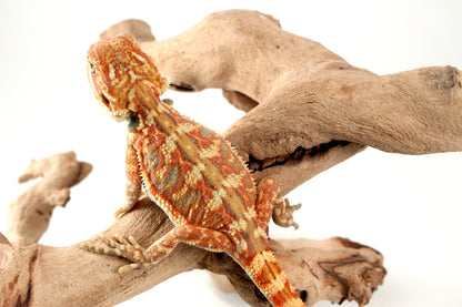 Hypo Leatherback Orange Citrus Bearded Dragon All Reptiles