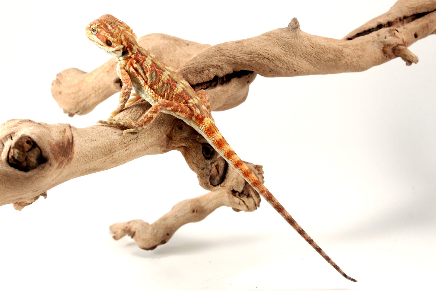 Hypo Leatherback Orange Citrus Bearded Dragon All Reptiles