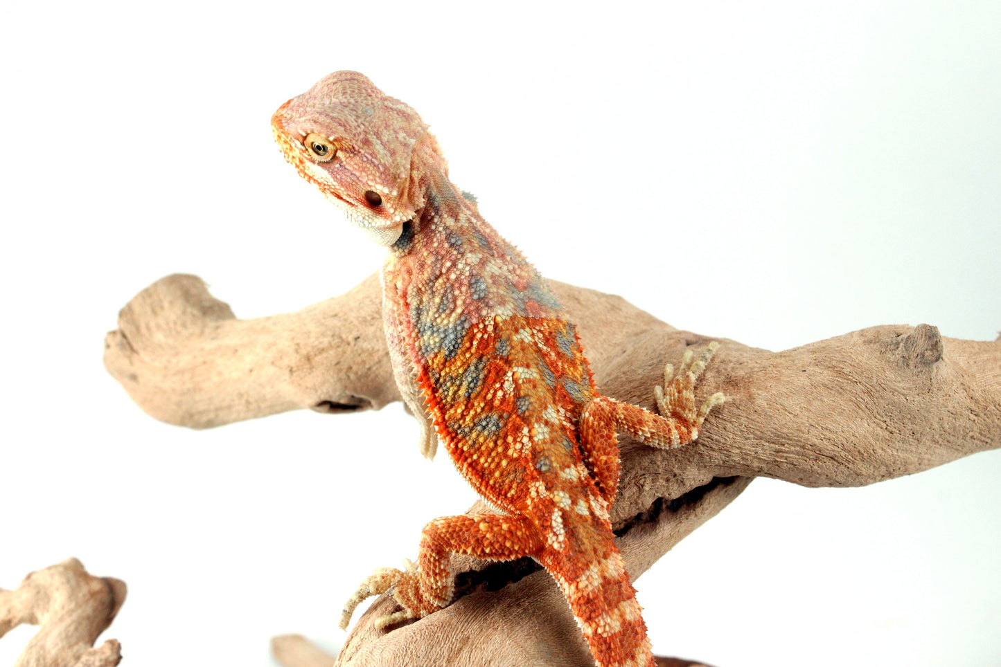 Hypo Orange Citrus Bearded Dragon All Reptiles