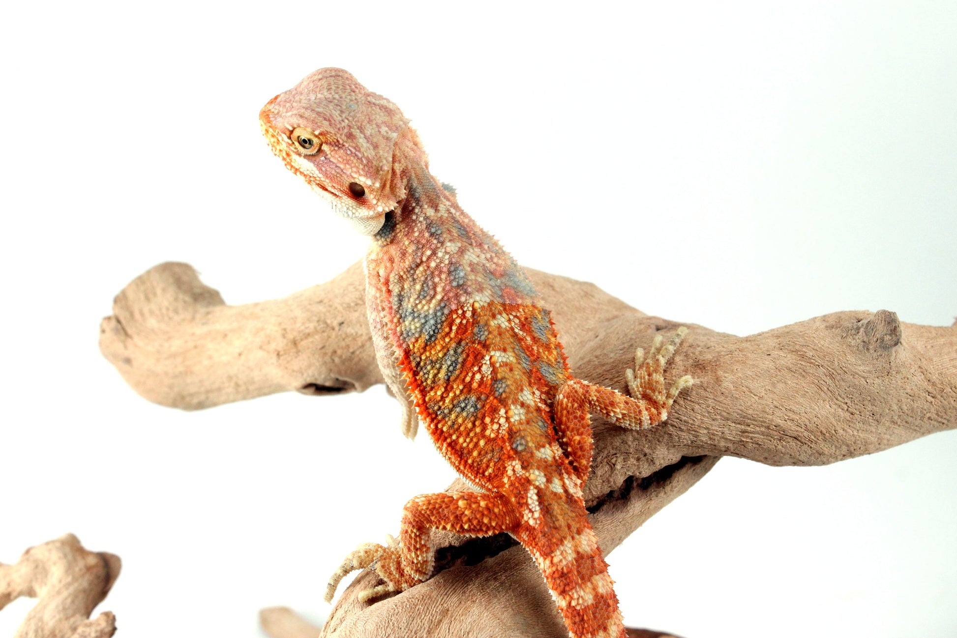 Hypo Orange Citrus Bearded Dragon All Reptiles