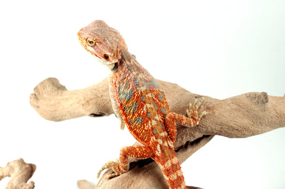 Hypo Orange Citrus Bearded Dragon All Reptiles
