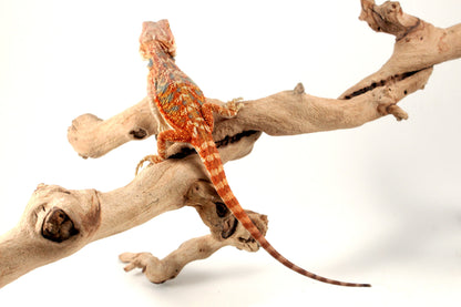 Hypo Orange Citrus Bearded Dragon All Reptiles