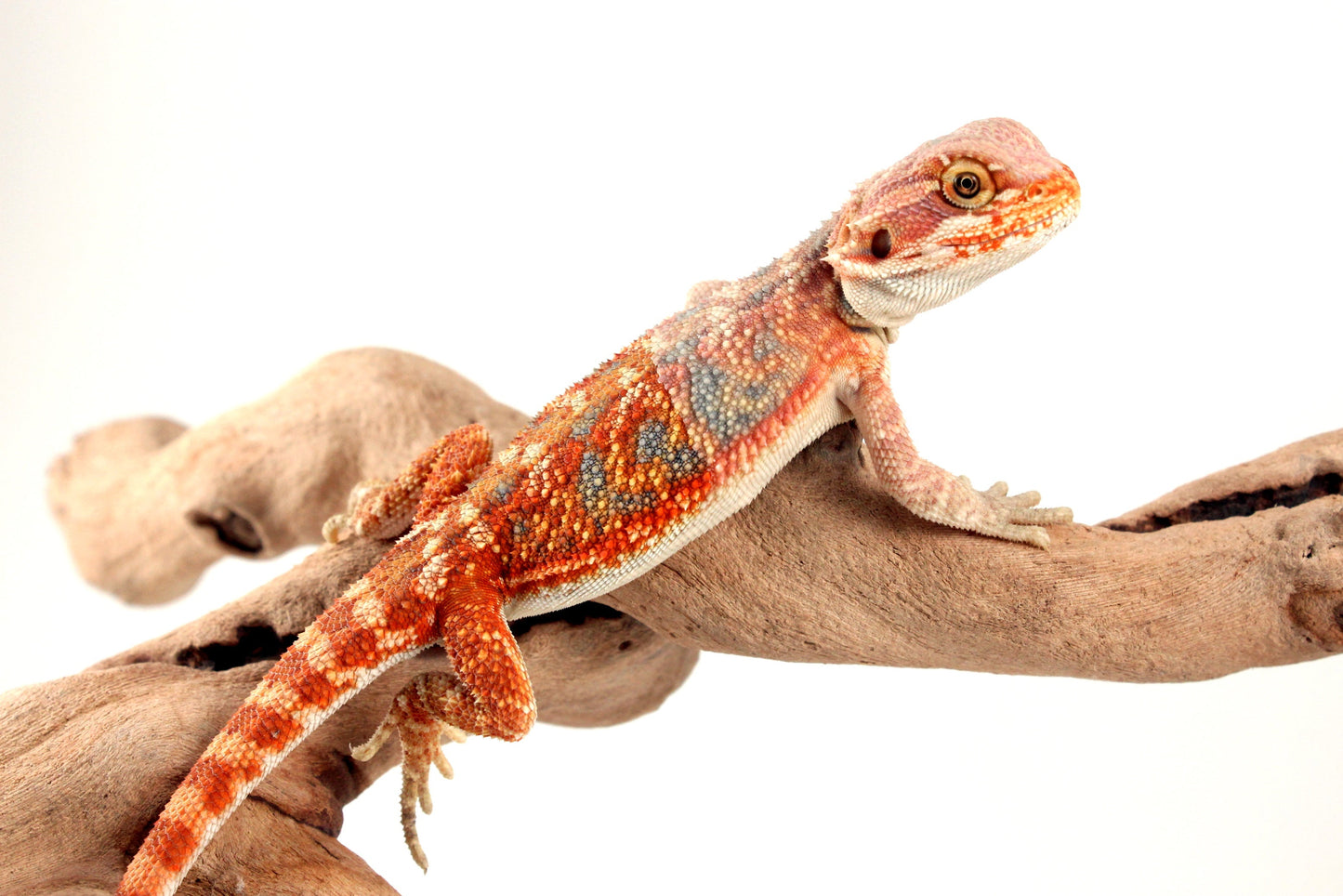 Hypo Orange Citrus Bearded Dragon All Reptiles