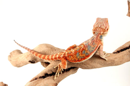Hypo Orange Citrus Bearded Dragon All Reptiles