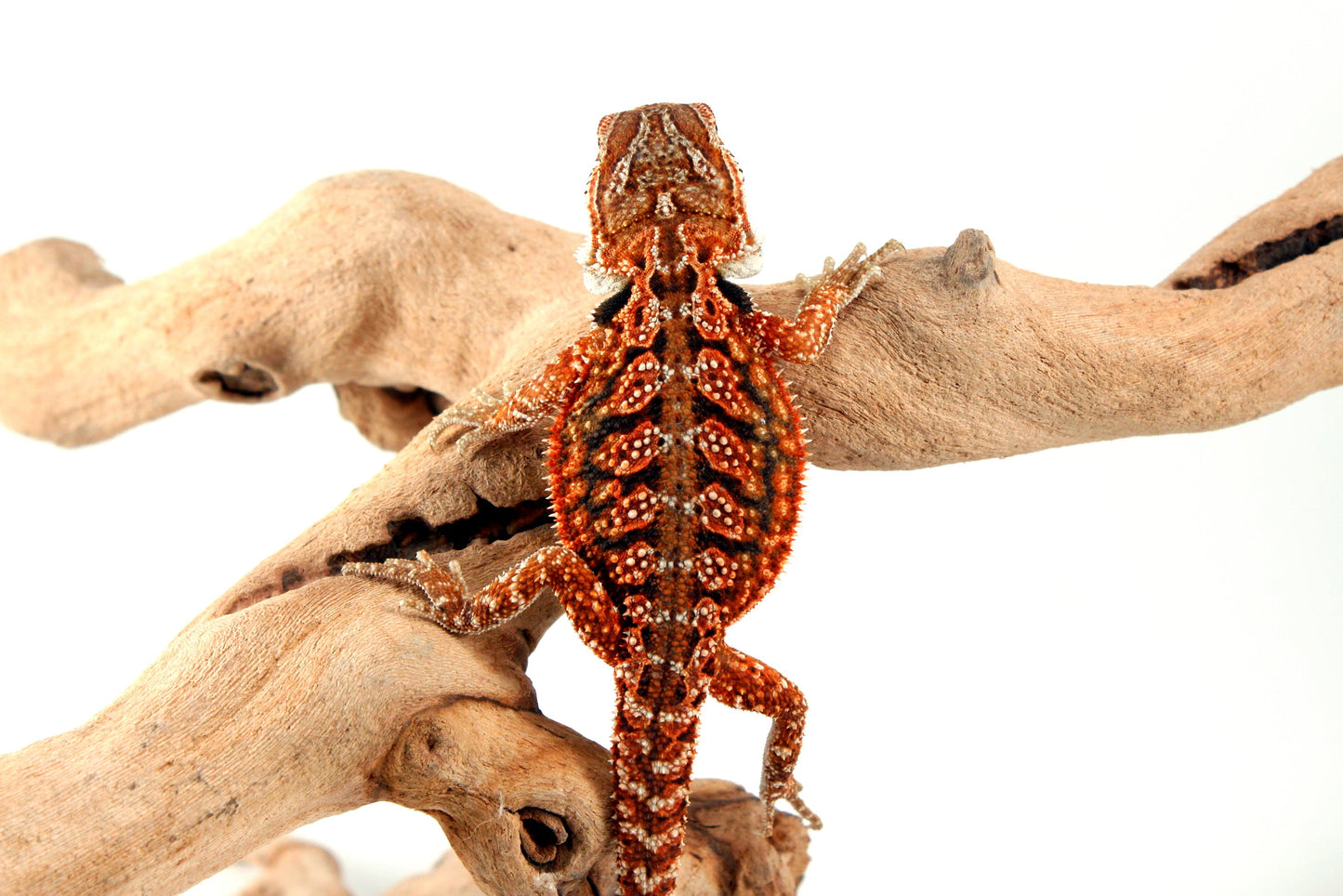 Red Dunner Bearded Dragon All Reptiles